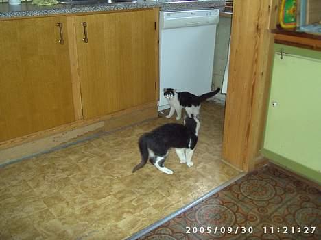 Huskat Hannibal billede 10