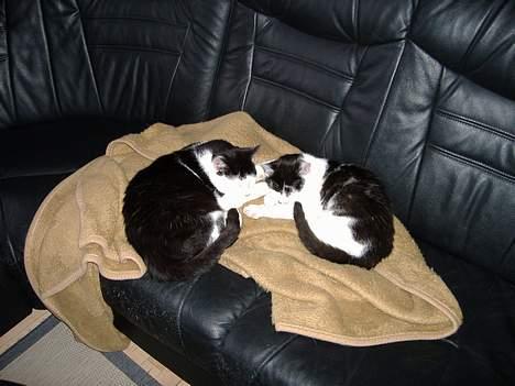 Huskat Hannibal billede 11