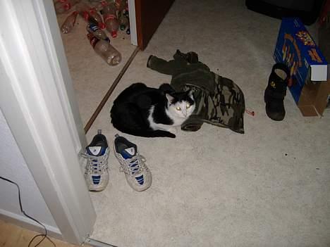 Huskat Hannibal billede 12