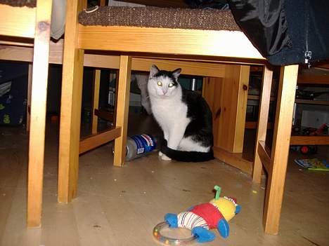 Huskat Hannibal billede 13