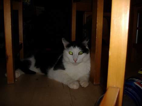 Huskat Hannibal billede 14