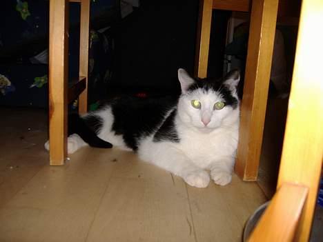 Huskat Hannibal billede 15