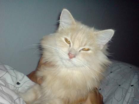 Blanding af racer pjevs billede 2