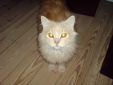 Blanding af racer pjevs billede 3