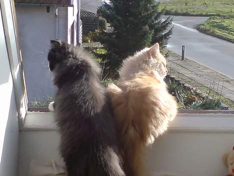 Blanding af racer pjevs billede 5