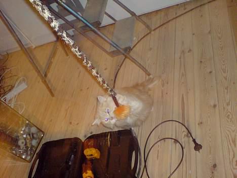 Blanding af racer pjevs billede 8