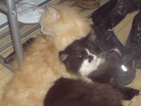 Blanding af racer pjevs billede 10