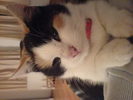 Huskat prinsess Borte :-( billede 1