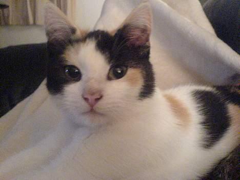 Huskat prinsess Borte :-( billede 2