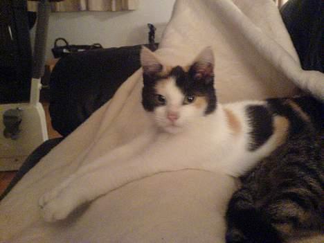 Huskat prinsess Borte :-( billede 3