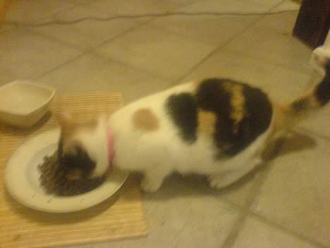 Huskat prinsess Borte :-( - spise tid  billede 4