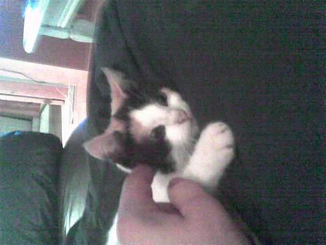 Huskat prinsess Borte :-( billede 5