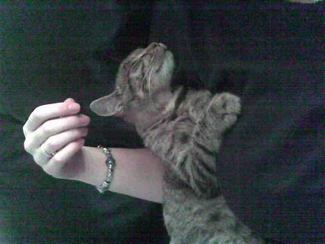 Huskat StoreMis "Tiger" billede 18