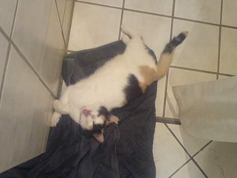 Huskat prinsess Borte :-( - elsker at ligge ude i bruseren, der er nemlig gulvvarme :) billede 6