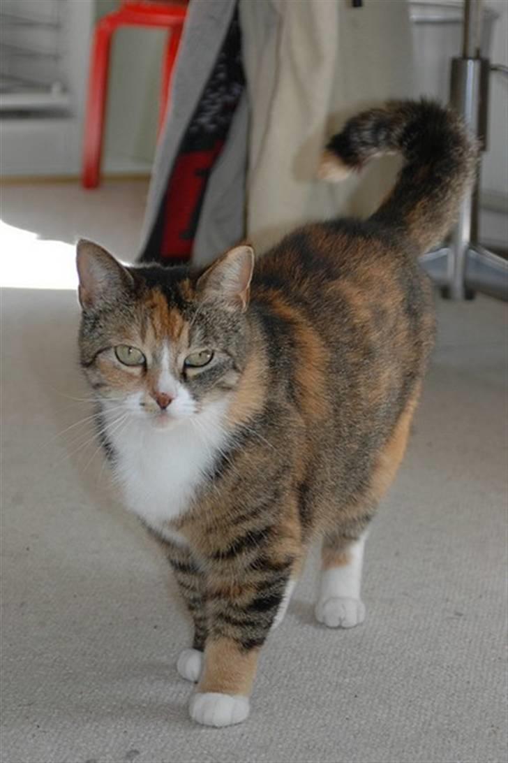 Huskat Frk. Pjevs - Foto: ChaosPhoto.dk BILLEDERNE MÅ IKKE KOPIRES! billede 11