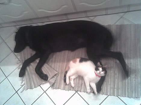 Huskat prinsess Borte :-( - rigtig gode venner billede 7