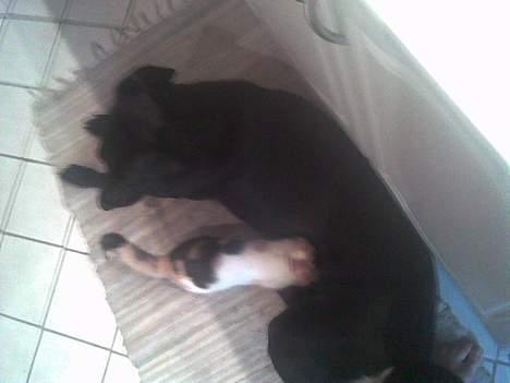 Huskat prinsess Borte :-( - vores hund luna er som en mor for prinsess... som man kan se her :) billede 8