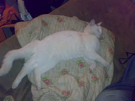 Huskat snehvide givet væk :( billede 1