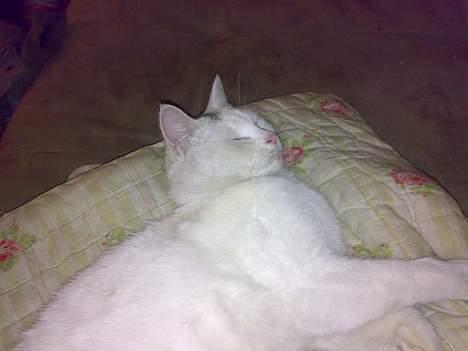 Huskat snehvide givet væk :( billede 2