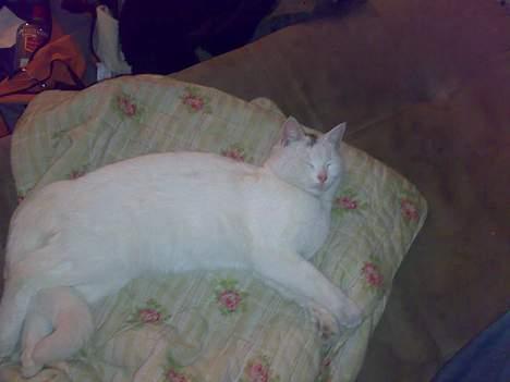 Huskat snehvide givet væk :( billede 3