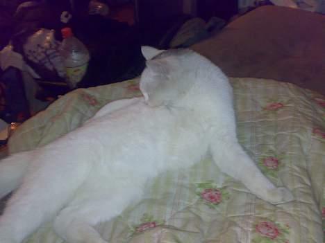 Huskat snehvide givet væk :( billede 4