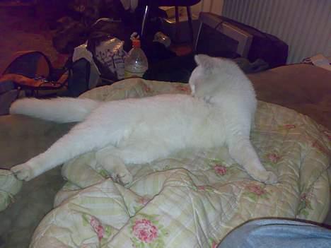 Huskat snehvide givet væk :( billede 5