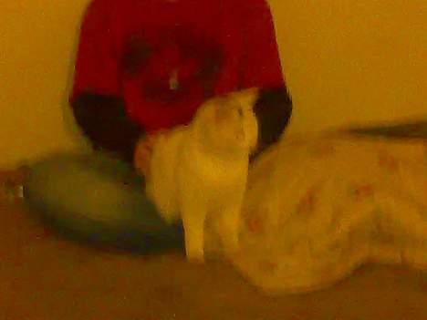 Huskat snehvide givet væk :( billede 6