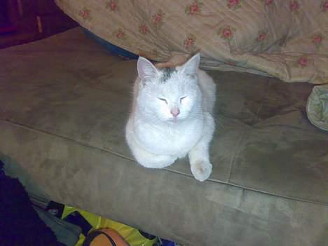 Huskat snehvide givet væk :( billede 7