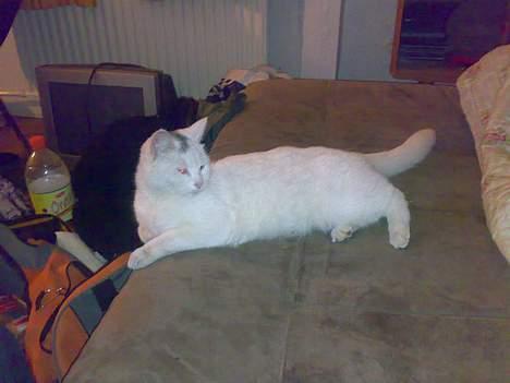 Huskat snehvide givet væk :( billede 8