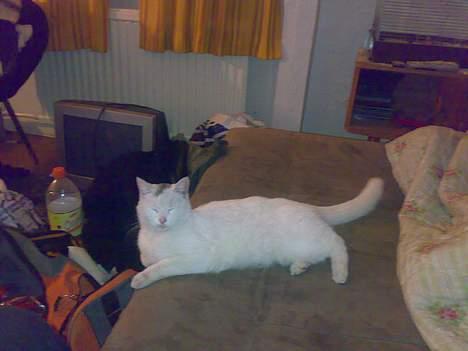 Huskat snehvide givet væk :( billede 9