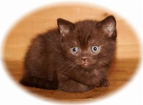 British Shorthair Oscar - Taget af opdrætterne da han var en lille-bitte lækker sag:-) billede 5