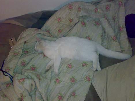 Huskat snehvide givet væk :( billede 10