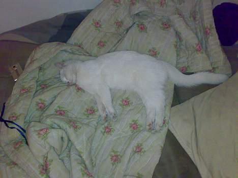 Huskat snehvide givet væk :( billede 11