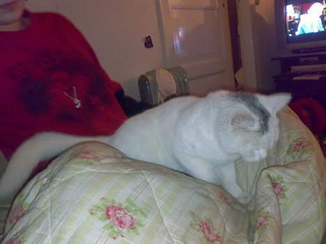 Huskat snehvide givet væk :( billede 15