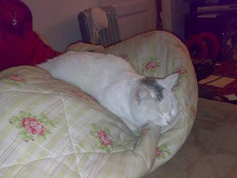 Huskat snehvide givet væk :( billede 16