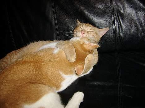 Huskat Nano - Knuuuuuuuuuus! Her er vi 9 måneder gamle. billede 15