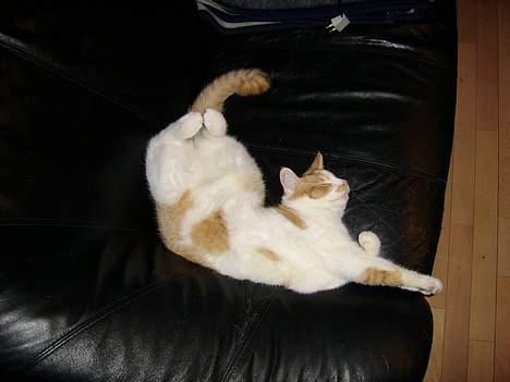 Huskat Nano - Ligger lige og slapper lidt af... Måske jeg skulle tage en tur til kiropraktor? Her er jeg 9 måneder gammel. billede 17