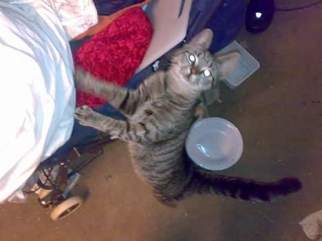 Huskat misling solgt billede 1