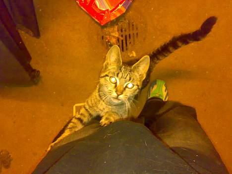 Huskat misling solgt billede 2