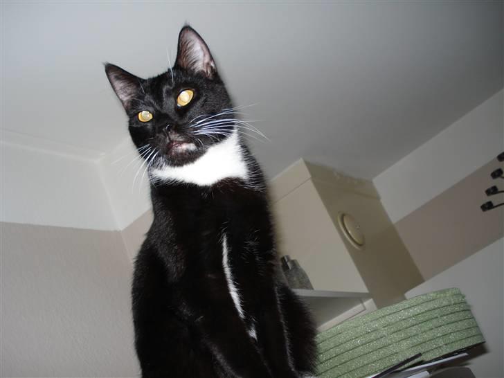 Huskat Gunnar <3 - min dejlige skat .. (: billede 8