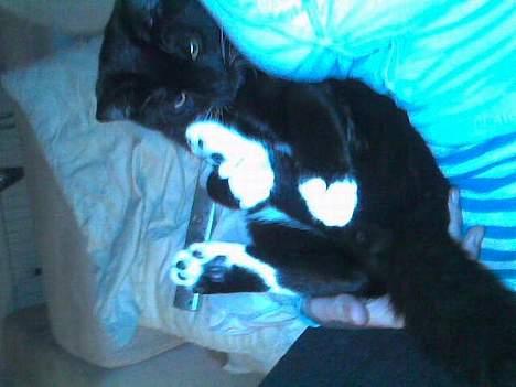 Huskat Gunnar <3 billede 9