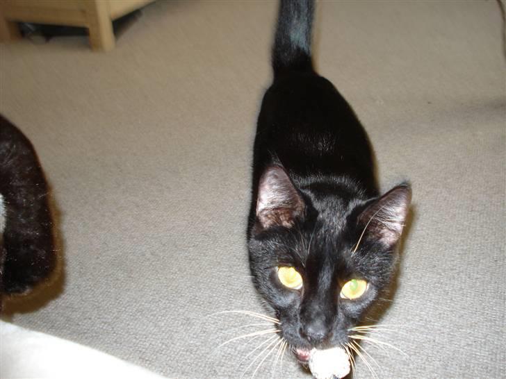 Huskat Gunnar <3 billede 10