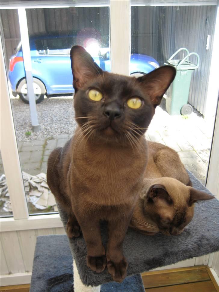 Burmeser Y- Cuba of magicat - Cuba 9 mdr gammel billede 1