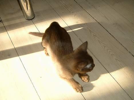 Burmeser Y- Cuba of magicat - Cuba 12 uger gammel billede 2