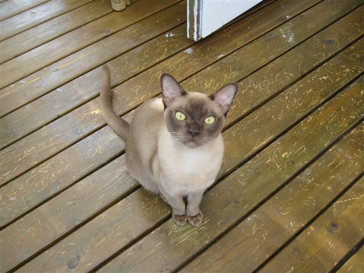 Burmeser Y- Vega of magicat - vega 9 mdr gammel billede 1