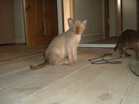 Burmeser Y- Vega of magicat - vega 12 uger gammel billede 2