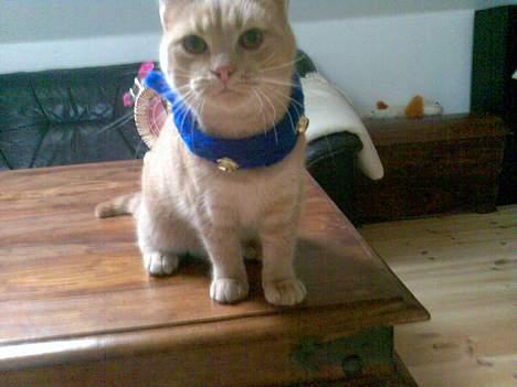 Blanding af racer Nala (Micro) - Rudolf :) Bjælde-klang, bjælde-klang billede 13