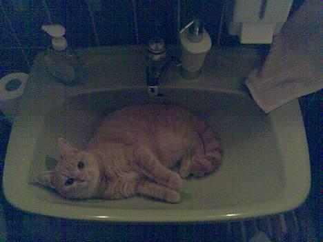 Blanding af racer Nala (Micro) - Morgen hygge :) Nala ligger altid i vasken om morgenen når jeg ligger krigs-maling :) billede 14