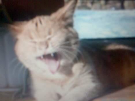 Blanding af racer Nala (Micro) - Farlig Tiger!! billede 15