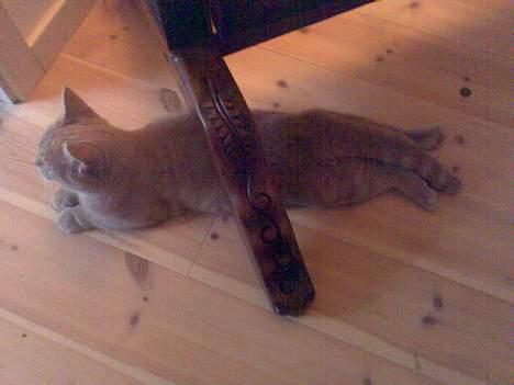 Blanding af racer Nala (Micro) - Stræk øvelse :D billede 16